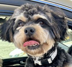 Lost Male Dog last seen Peace Haven, Winston-Salem, NC 27103