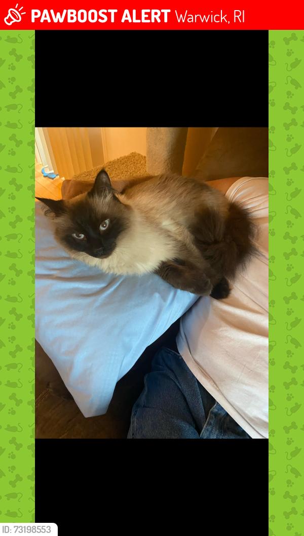 Lost Male Cat last seen Jefferson and main ave warwick ri, Warwick, RI 02886