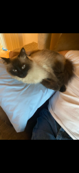 Lost Male Cat last seen Jefferson and main ave warwick ri, Warwick, RI 02886