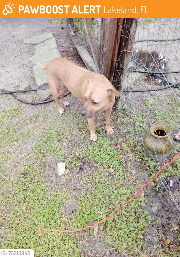 Found/Stray Male Dog last seen N Galloway & Knights Station Rd by Circle K, Lakeland, FL 33810