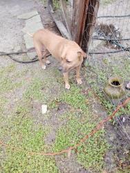 Found/Stray Male Dog last seen N Galloway & Knights Station Rd by Circle K, Lakeland, FL 33810