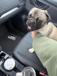 Reunited Male Dog last seen 70th, Portland, OR 97266