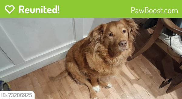 Reunited Male Dog last seen near Johanna and Peachtree Crescent, Cambridge, ON N1S 4W3