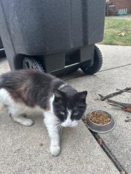 Found/Stray Male Cat last seen Lyndon and Inkster, Livonia, MI 48150
