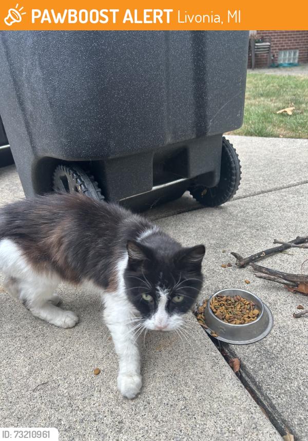 Found/Stray Male Cat last seen Lyndon and Inkster, Livonia, MI 48150