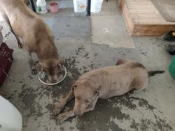 Found/Stray Unknown Dog last seen Off county road 19 west of Black Hollow Lake, Fort Collins, CO 80524