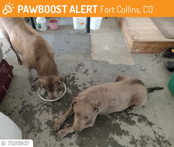 Found/Stray Unknown Dog last seen Off county road 19 west of Black Hollow Lake, Fort Collins, CO 80524