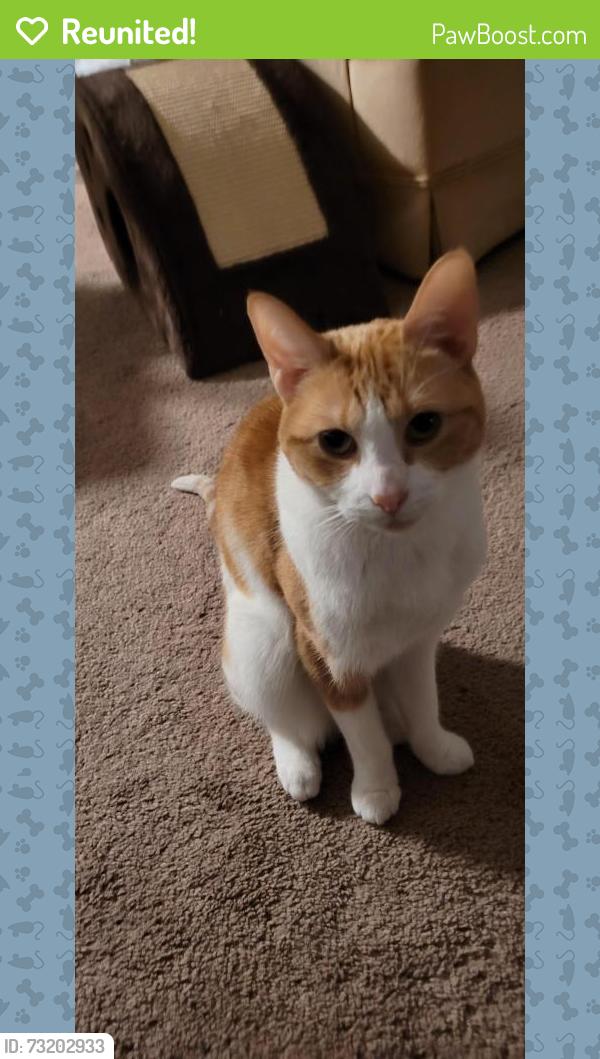 Reunited Female Cat last seen Hebron Street and Hall Street Smokey Ridge apmts Smokey Ridge Lane, Hendersonville, NC 28739