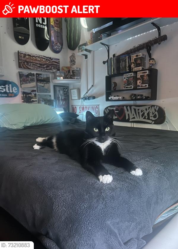 Lost Female Cat last seen Newbury road Howell New Jersey, Howell Township, NJ 07731