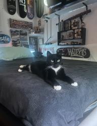 Lost Female Cat last seen Newbury road Howell New Jersey, Howell Township, NJ 07731