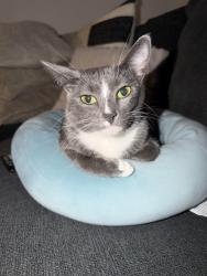 Lost Female Cat last seen Building 19, Palm Desert, CA 92260