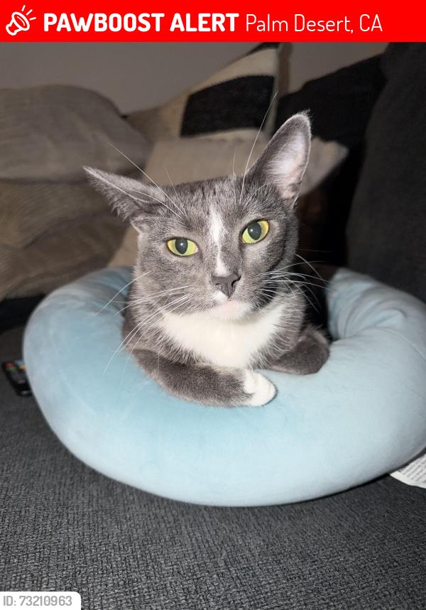 Lost Female Cat last seen Building 19, Palm Desert, CA 92260