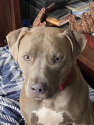 Reunited Female Dog last seen Hedge and Mackenzie, Affton, MO 63123