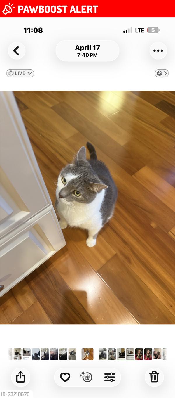 Lost Male Cat last seen Amesbury blvd and Maplegrove ct, Woolwich Township, NJ 08085