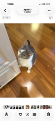 Lost Male Cat last seen Amesbury blvd and Maplegrove ct, Woolwich Township, NJ 08085