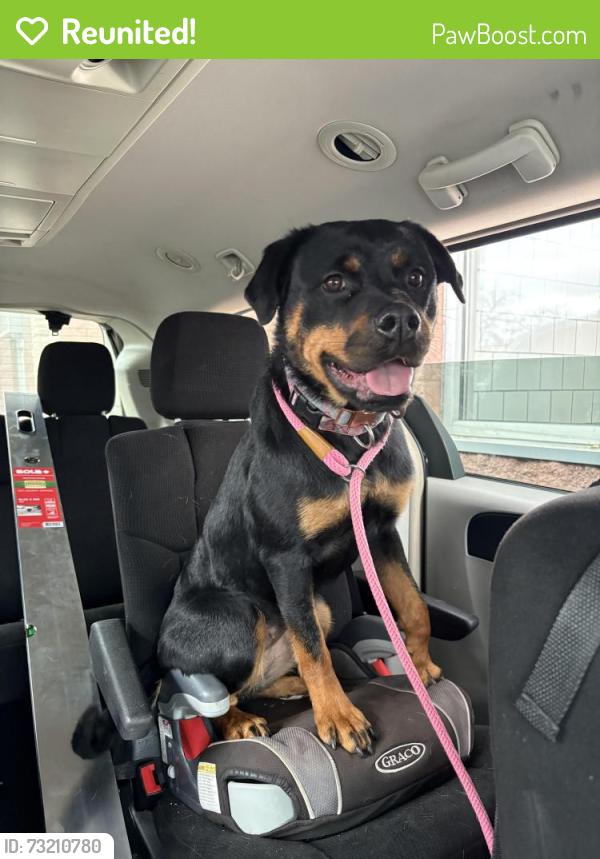Reunited Female Dog last seen St Joe Center Road and St Joe Road. Copper Canyon., Fort Wayne, IN 46835