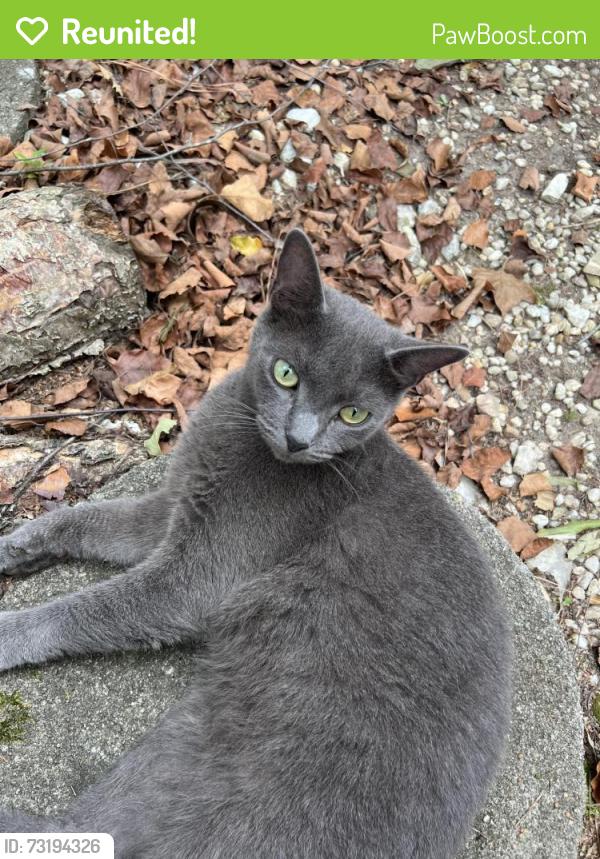 Reunited Male Cat last seen Rotary drive, west sycamore, Zebulon, NC 27597