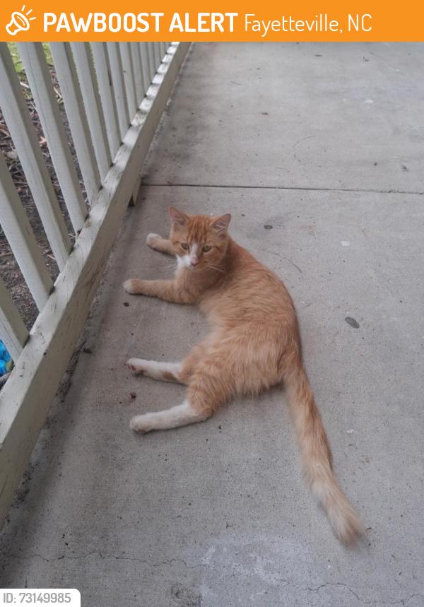 Found/Stray Unknown Cat last seen Bassman Lane fayetteville nc 28314, Fayetteville, NC 28314
