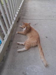 Found/Stray Unknown Cat last seen Bassman Lane fayetteville nc 28314, Fayetteville, NC 28314