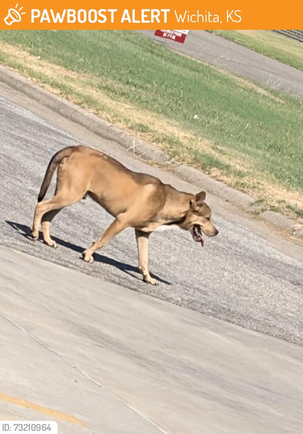 Found/Stray Unknown Dog last seen K15 and 47th, Wichita, KS 67216