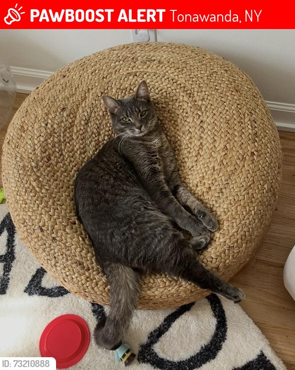 Lost Female Cat last seen green acres rd and wynwood, Tonawanda, NY 14150