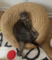 Lost Female Cat last seen green acres rd and wynwood, Tonawanda, NY 14150