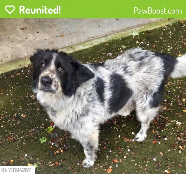 Reunited Male Dog last seen Horseshoe Gap Village shops around, Horse Shoe, NC 28791