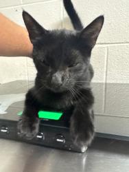 Shelter Stray Female Cat last seen Near E Brushy Valley Dr., Knox County GP, TN, 3201 Division St, Knoxville, TN 37919, USA