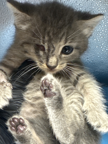 Shelter Stray Male Cat last seen Near E Brushy Valley Dr., Knox County GP, TN, 3201 Division St, Knoxville, TN 37919, USA