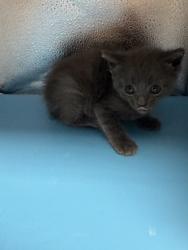 Shelter Stray Female Cat last seen Near E Brushy Valley Dr., Knox County GP, TN, 3201 Division St, Knoxville, TN 37919, USA