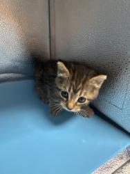 Shelter Stray Female Cat last seen Near E Brushy Valley Dr., Knox County GP, TN, 3201 Division St, Knoxville, TN 37919, USA