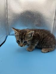 Shelter Stray Male Cat last seen Near E Brushy Valley Dr., Knox County GP, TN, 3201 Division St, Knoxville, TN 37919, USA