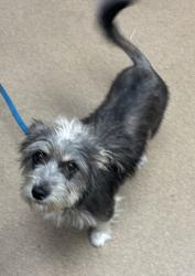 Shelter Stray Female Dog last seen Near Lehaven Dr, 30084, GA, 3280 Chamblee Dunwoody Rd, Chamblee, GA 30341, USA