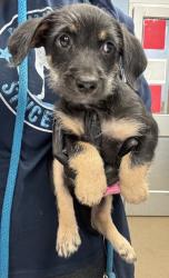 Shelter Stray Male Dog last seen Near Lehaven Dr, 30084, GA, 3280 Chamblee Dunwoody Rd, Chamblee, GA 30341, USA