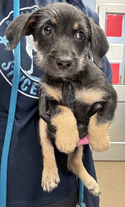 Shelter Stray Male Dog last seen Near Lehaven Dr, 30084, GA, 3280 Chamblee Dunwoody Rd, Chamblee, GA 30341, USA