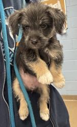 Shelter Stray Female Dog last seen Near Lehaven Dr, 30084, GA, 3280 Chamblee Dunwoody Rd, Chamblee, GA 30341, USA