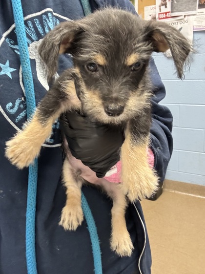 Shelter Stray Male Dog last seen Near Lehaven Dr, 30084, GA, 3280 Chamblee Dunwoody Rd, Chamblee, GA 30341, USA