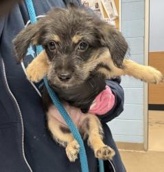 Shelter Stray Female Dog last seen Near Lehaven Dr, 30084, GA, 3280 Chamblee Dunwoody Rd, Chamblee, GA 30341, USA