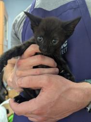 Shelter Stray Male Cat last seen Near Redan Rd, Stone Mountain, GA 30088, 30088, GA, 3280 Chamblee Dunwoody Rd, Chamblee, GA 30341, USA