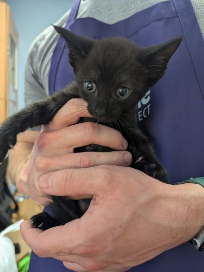 Shelter Stray Male Cat last seen Near Redan Rd, Stone Mountain, GA 30088, 30088, GA, 3280 Chamblee Dunwoody Rd, Chamblee, GA 30341, USA