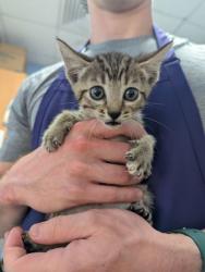 Shelter Stray Female Cat last seen Near Redan Rd, Stone Mountain, GA 30088, 30088, GA, 3280 Chamblee Dunwoody Rd, Chamblee, GA 30341, USA