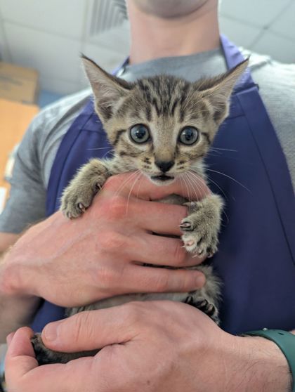 Shelter Stray Female Cat last seen Near Redan Rd, Stone Mountain, GA 30088, 30088, GA, 3280 Chamblee Dunwoody Rd, Chamblee, GA 30341, USA