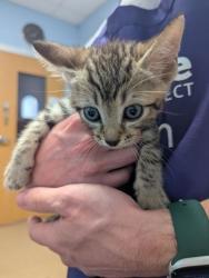 Shelter Stray Male Cat last seen Near Redan Rd, Stone Mountain, GA 30088, 30088, GA, 3280 Chamblee Dunwoody Rd, Chamblee, GA 30341, USA