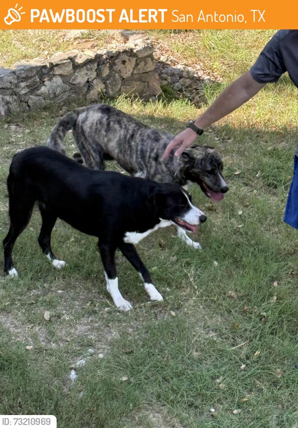 Found/Stray Female Dog last seen Borgfeld Rd, San Antonio, TX 78216