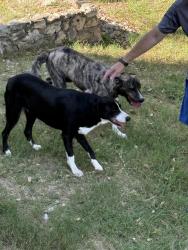 Found/Stray Female Dog last seen Borgfeld Rd, San Antonio, TX 78216