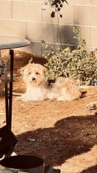 Reunited Female Dog last seen Quail Creek and Gowan, North Las Vegas, NV 89032