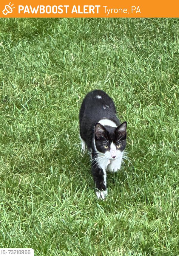 Found/Stray Unknown Cat last seen Silver barn rd, Tyrone, PA 16686