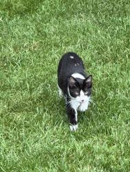 Found/Stray Unknown Cat last seen Silver barn rd, Tyrone, PA 16686