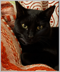 Reunited Female Cat last seen Near Block of Manor Lane, Lakewood, Wilson Family Park, Lakewood, Lakewood, CO 80232