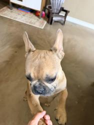 Found/Stray Male Dog last seen 82nd street and university, Lubbock, TX 79424